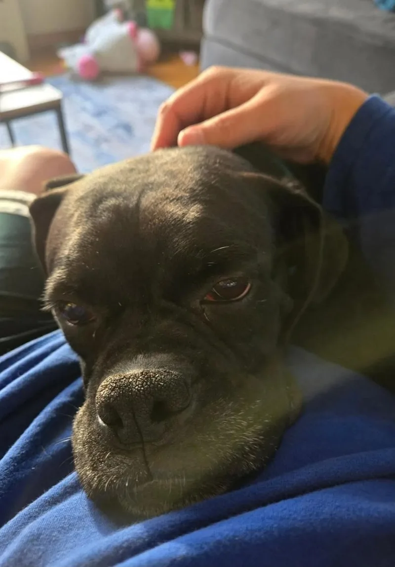 Mildredboxer