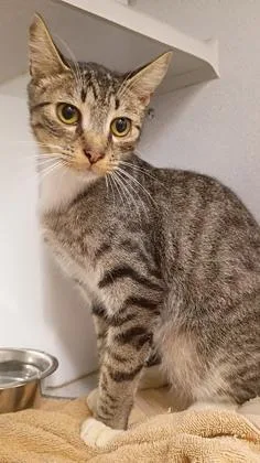 A young medium-sized male Domestic Short Hair cat named Harvey for adoption in Atlanta, GA