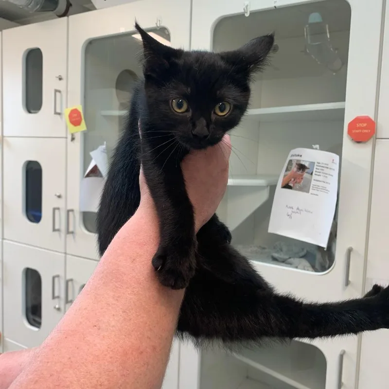 A baby small-sized female Black Domestic Medium Hair cat named Amy for adoption in Jasper, IN