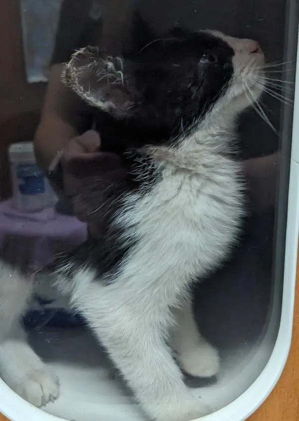 A baby small-sized female Domestic Short Hair cat named Lady Flash for adoption in El Cajon, CA