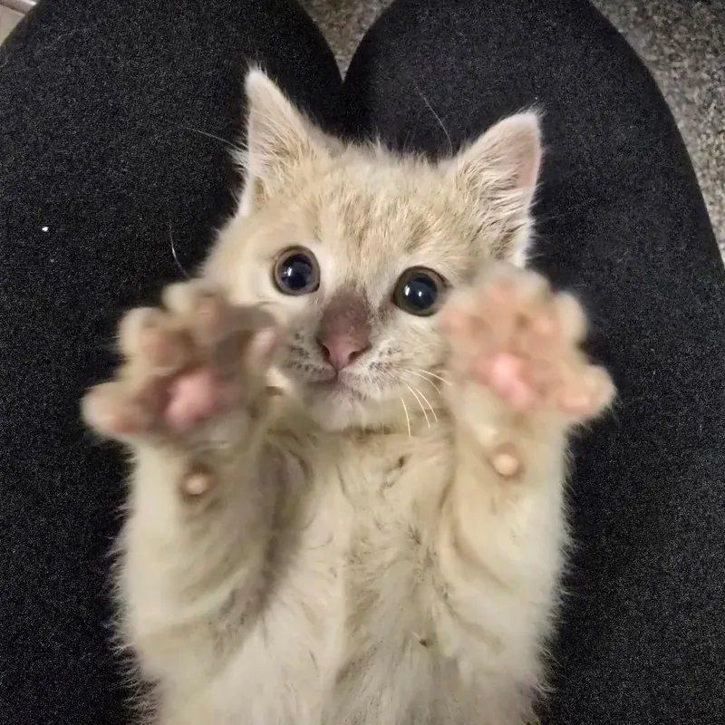 A baby small-sized female Domestic Short Hair cat named Dw for adoption in Columbia, MO