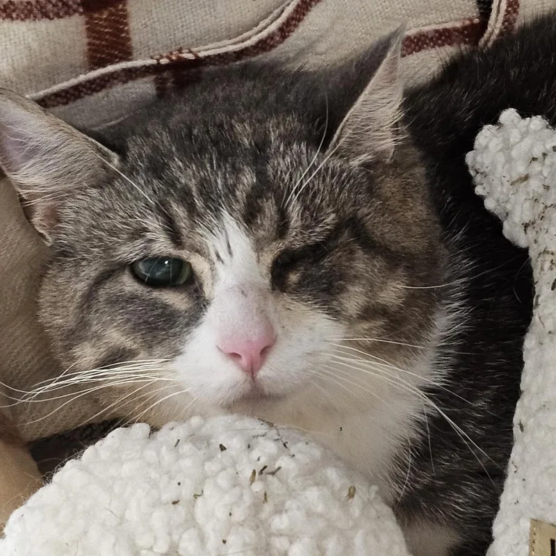 An adult small-sized male Brown / Chocolate Domestic Short Hair cat named Maui for adoption in Evansville, IN