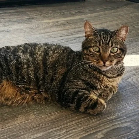 An adult medium-sized male Tabby (Brown / Chocolate) Domestic Short Hair cat named Ollie for adoption in Colonia, NJ