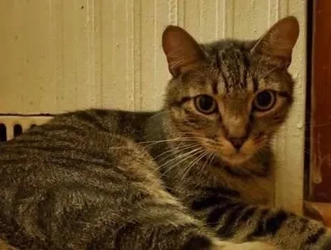 Ollie thumbnail 2