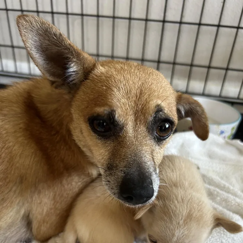 An adult small-sized female Brown / Chocolate Mixed Breed dog named Dairy Queen for adoption in Leander, TX