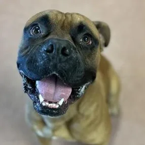 An adult large-sized male American Bully dog named Smush for adoption in Rapid City, SD