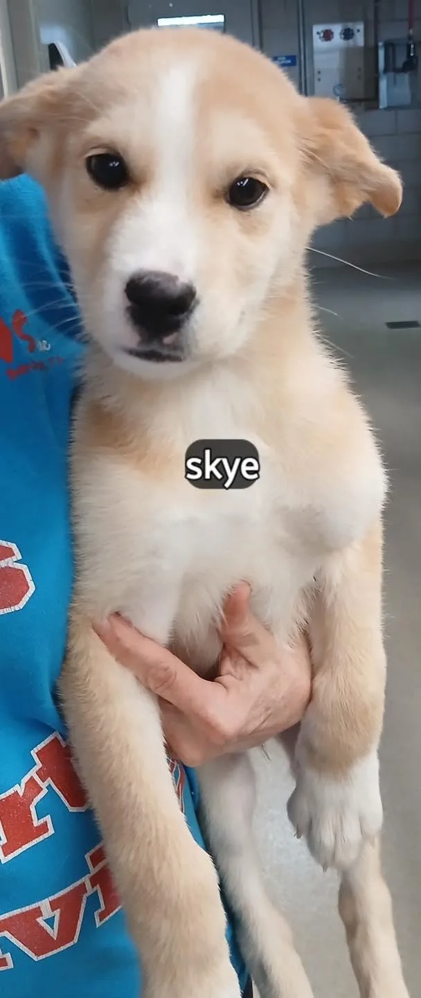 A baby large-sized female Siberian Husky dog named Skye for adoption in Benbrook, TX