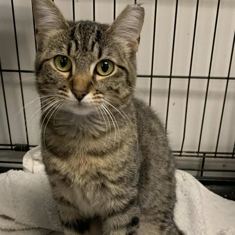 A young medium-sized female Brown / Chocolate Domestic Short Hair cat named Sweetie Pie for adoption in Cleveland, MS