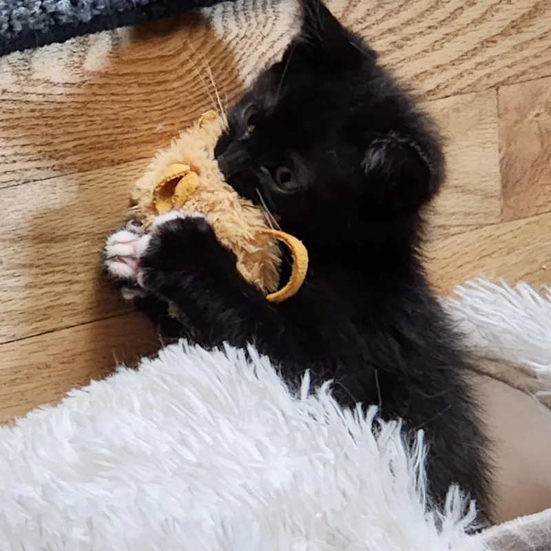 A baby medium-sized female Black Domestic Short Hair cat named Haseman Litter Of for adoption in Morrison, CO