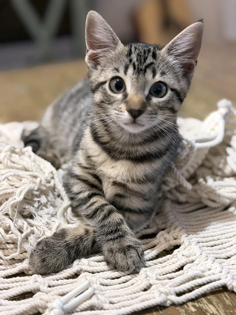 A baby medium-sized female Brown / Chocolate Domestic Short Hair cat named Laroo for adoption in Lake Monroe, FL