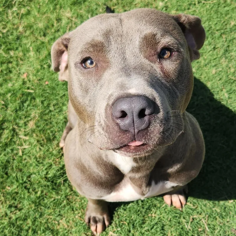 An adult medium-sized male Gray / Blue / Silver Pit Bull Terrier dog named Crawford for adoption in Norman, OK