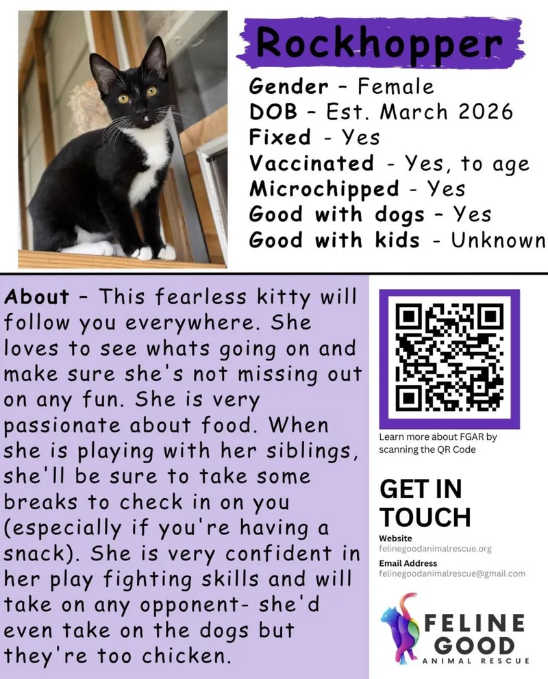 A baby medium-sized female Black & White / Tuxedo Domestic Short Hair cat named Rockhopper for adoption in Eugene, OR