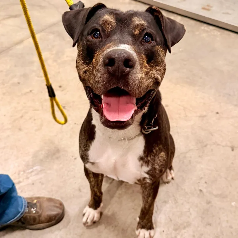 An adult large-sized male Brindle Black Mouth Cur dog named Tuxedo for adoption in Apache Junction, AZ