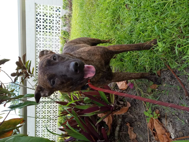 Cinnamon thumbnail 2