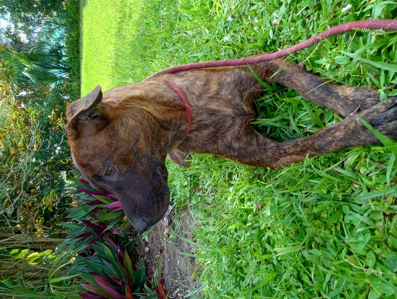 Cinnamon thumbnail 3