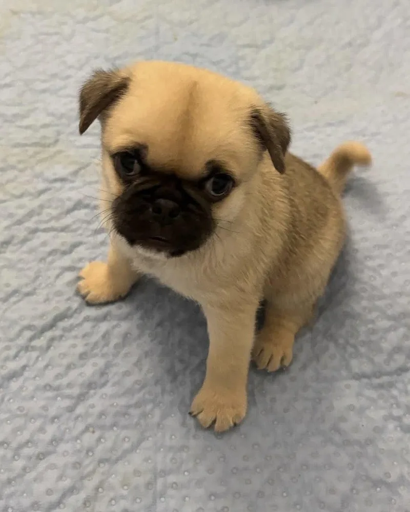 A baby small-sized male Pug dog named Winston for adoption in Corona, CA