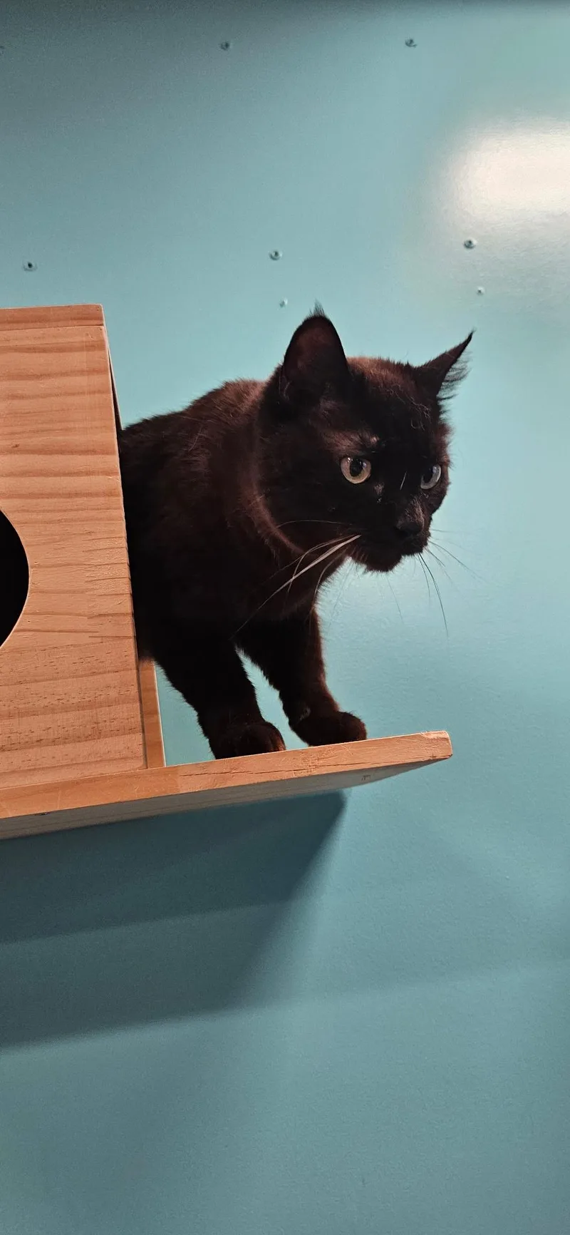 An adult medium-sized male Black Domestic Short Hair cat named Amaretto for adoption in Rochester, NY