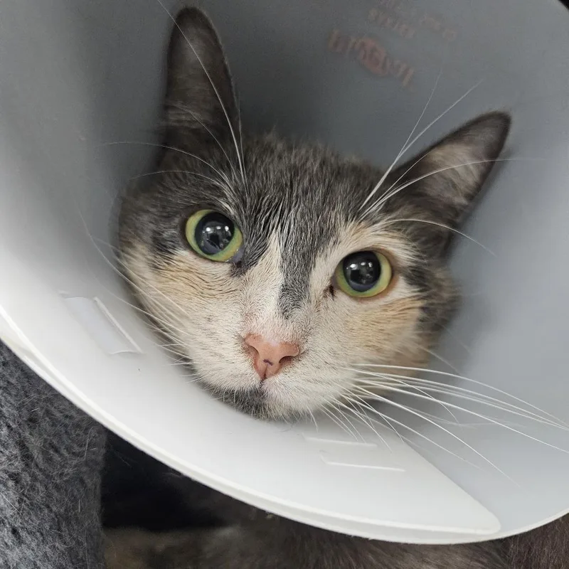 An adult medium-sized female Calico Domestic Short Hair cat named Rose for adoption in Gainesville, FL