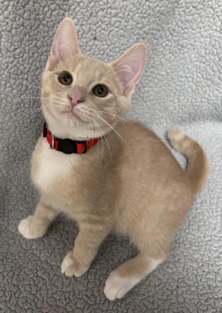 A baby medium-sized male Domestic Short Hair cat named Muscadine for adoption in Madison, GA
