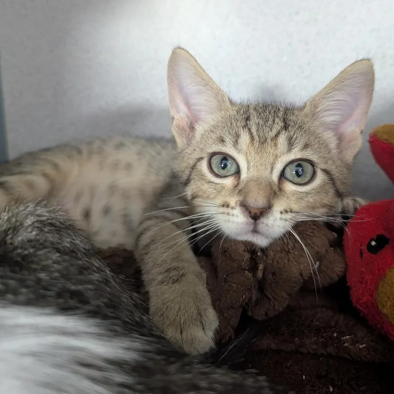 A baby small-sized male Brown / Chocolate Domestic Short Hair cat named The Situation for adoption in Evansville, IN