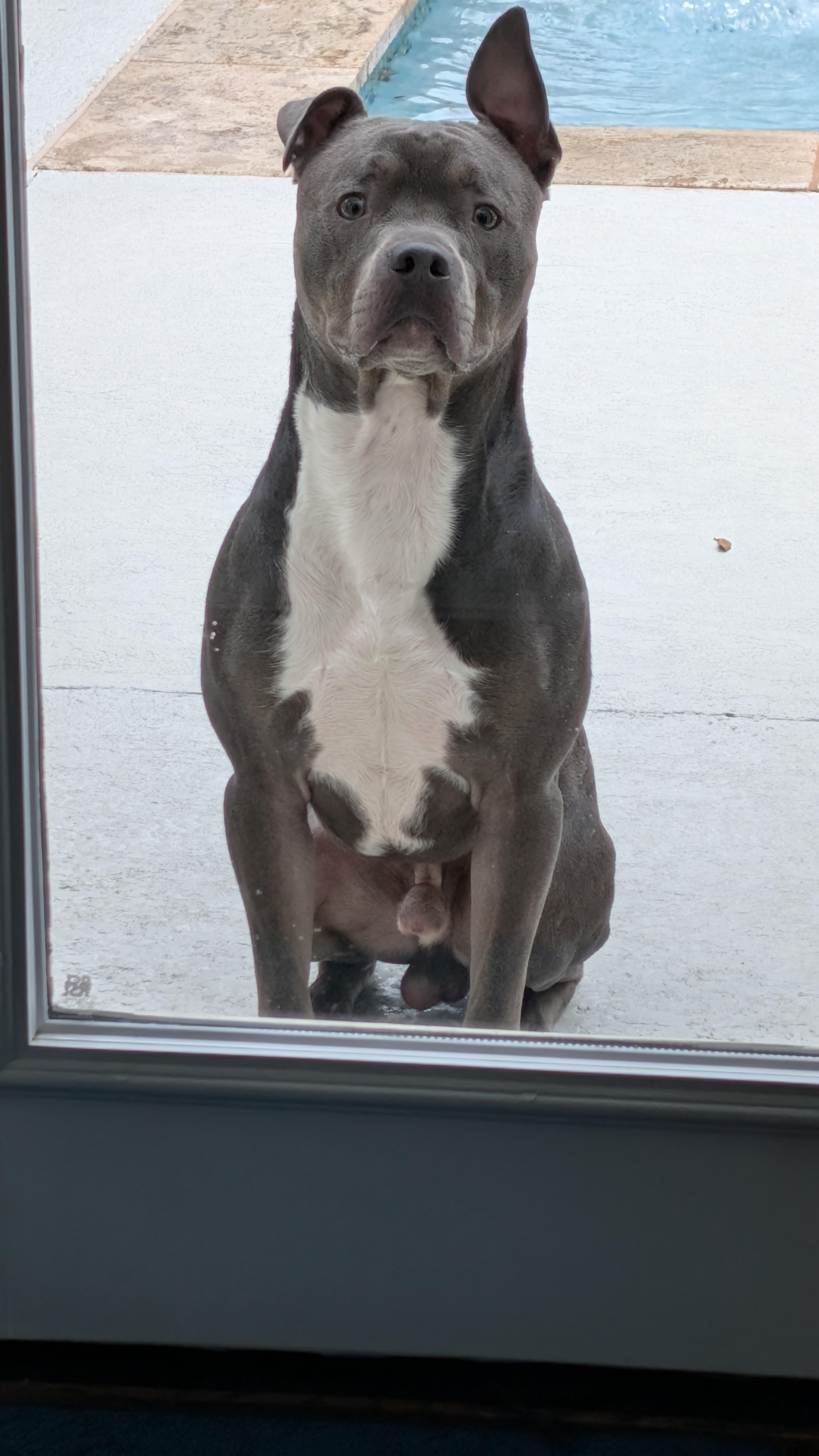 A young medium-sized male Gray / Blue / Silver American Staffordshire Terrier dog named Blue for adoption in Houston, TX