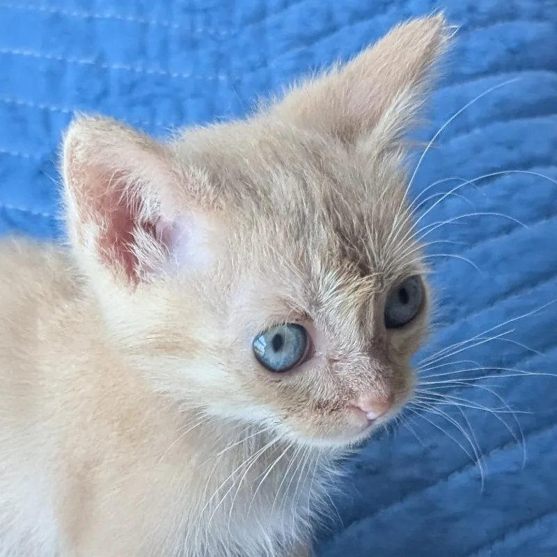 A baby small-sized female Buff / Tan / Fawn Domestic Short Hair cat named Mo Problems for adoption in Austin, TX