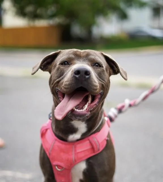A young medium-sized female Pit Bull Terrier dog named Sol for adoption in Charlotte, NC