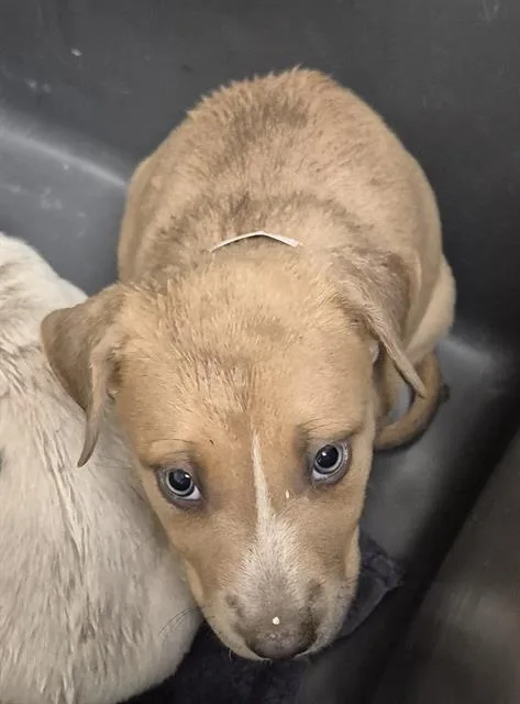 A baby small-sized female Mixed Breed dog named Dolly for adoption in Bakersfield, CA
