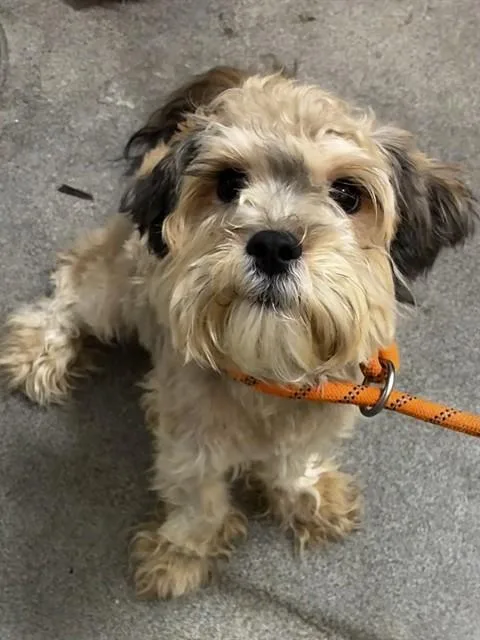A young small-sized male Terrier dog named Oliver for adoption in Upper Marlboro, MD