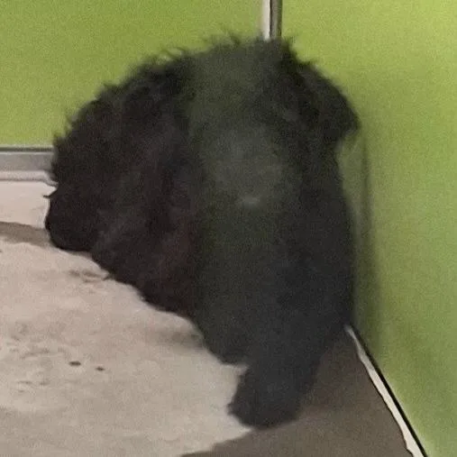 A young medium-sized female Poodle dog named Mara for adoption in Spokane, WA