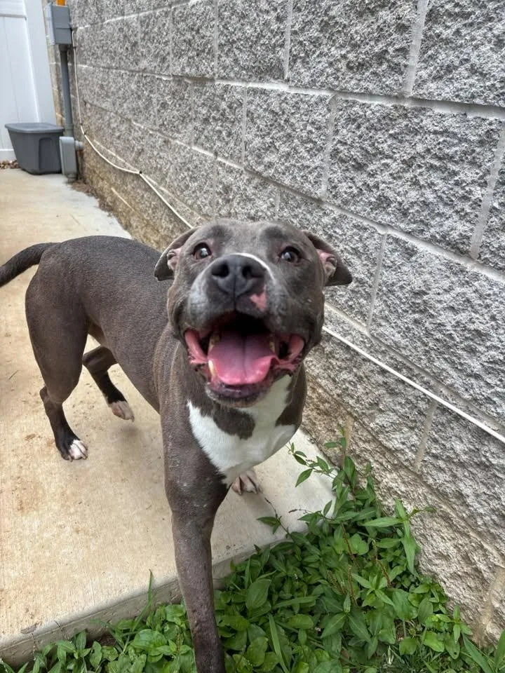 An adult medium-sized male Pit Bull Terrier dog named Chaos for adoption in Saint Charles, MO