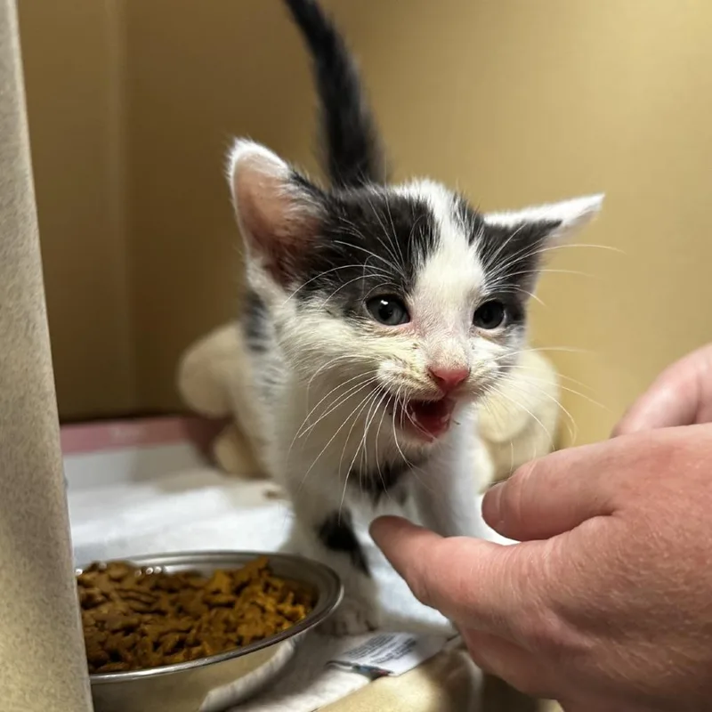 A baby small-sized male White American Shorthair cat named Euro for adoption in Blue Ridge, GA