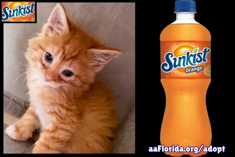 A young medium-sized male Orange / Red Domestic Short Hair cat named Sunkist for adoption in Pensacola, FL