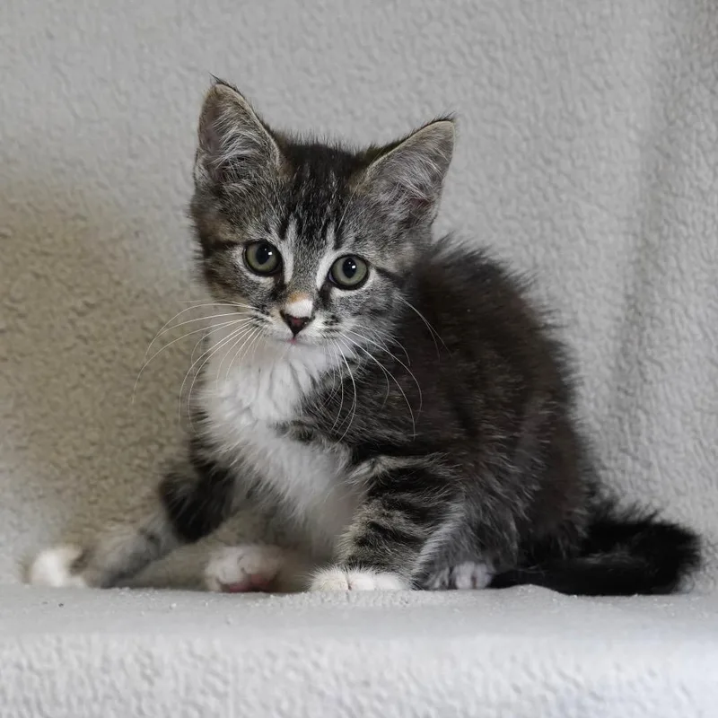 A baby small-sized female Brown / Chocolate Domestic Short Hair cat named Acorn for adoption in Sunnyvale, CA