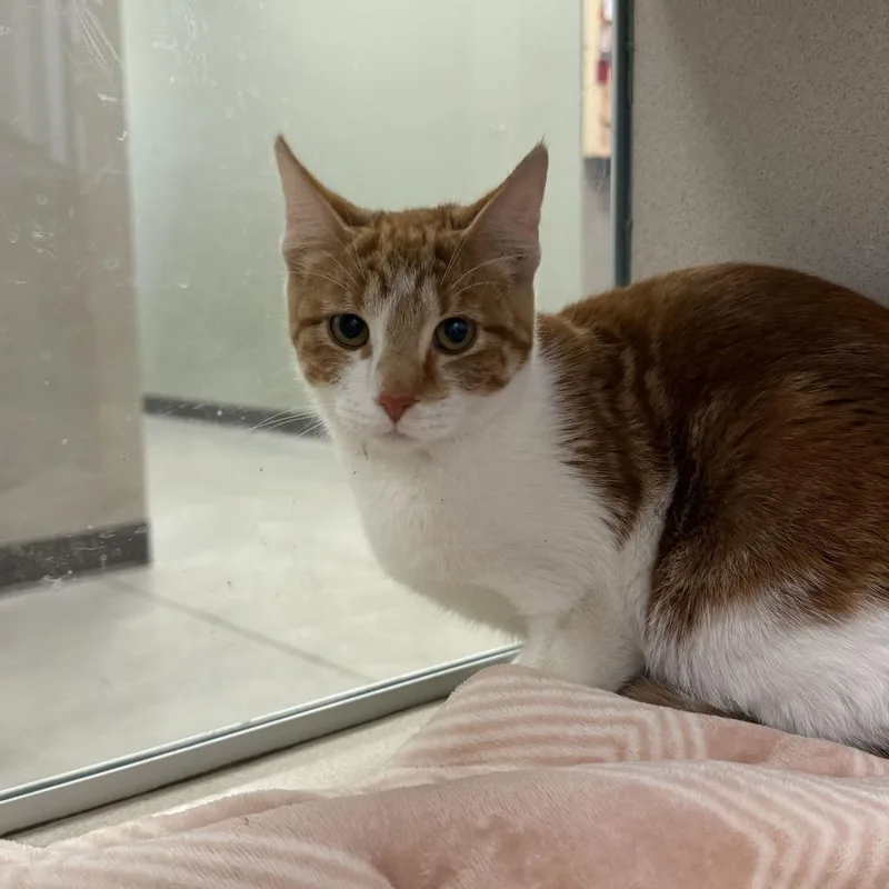 A young medium-sized female Orange / Red Domestic Short Hair cat named Goldilocks for adoption in Rifle, CO