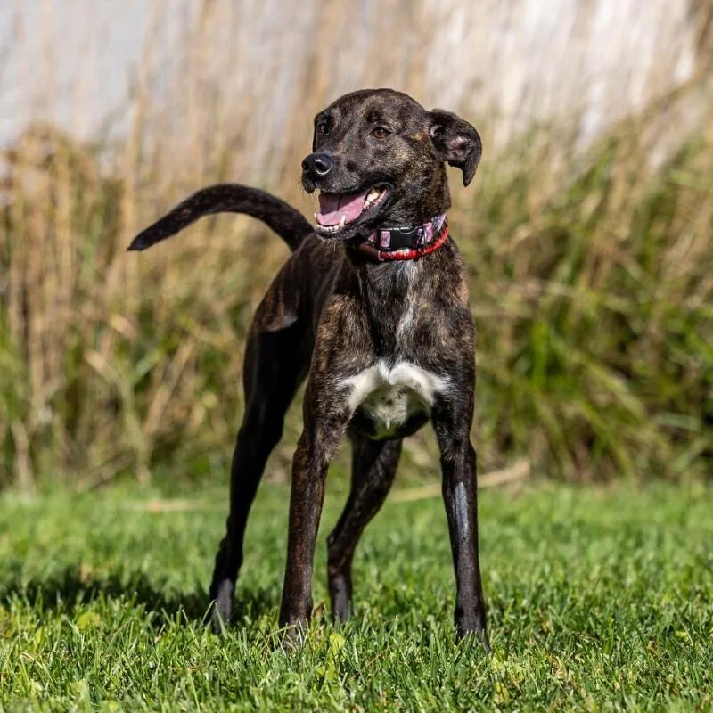 An adult medium-sized female Mixed Breed dog named Folly for adoption in Yankton, SD