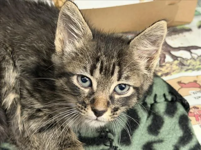 A baby small-sized male Domestic Medium Hair cat named Snap for adoption in Tulsa, OK