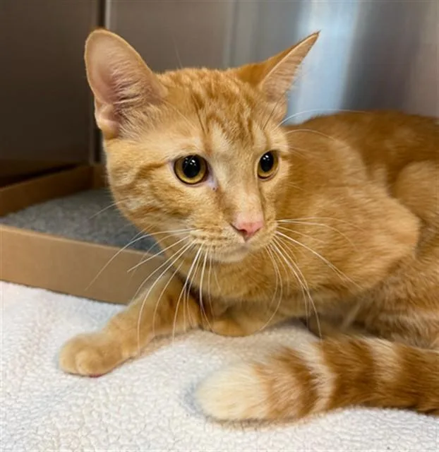 A young small-sized male Domestic Short Hair cat named Angel for adoption in St. Louis, MO