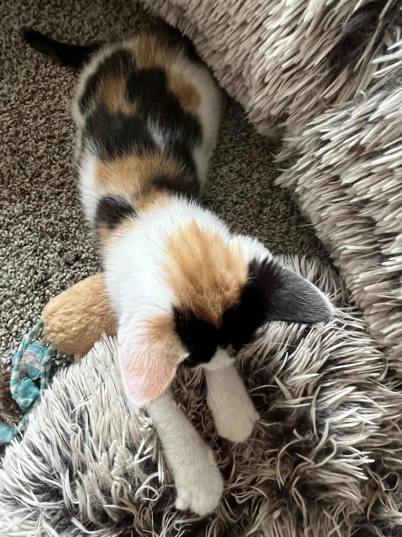 A baby medium-sized female Calico cat named Shelli for adoption in Whitehall, PA