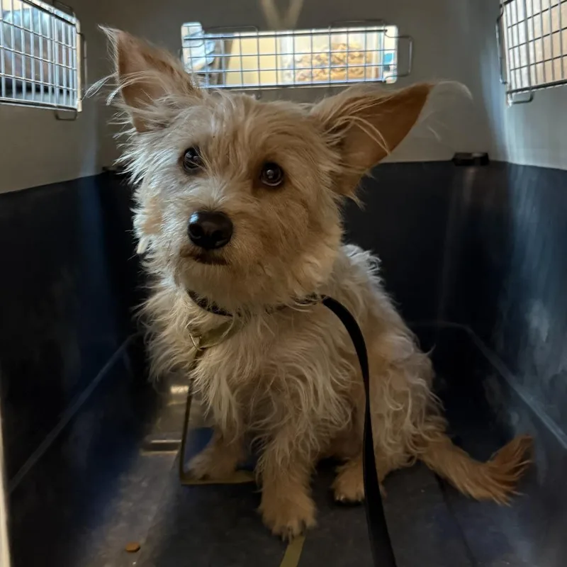An adult small-sized male Yellow / Tan / Blond / Fawn Wirehaired Terrier dog named Franklin aka Frankie for adoption in Las Vegas, NV