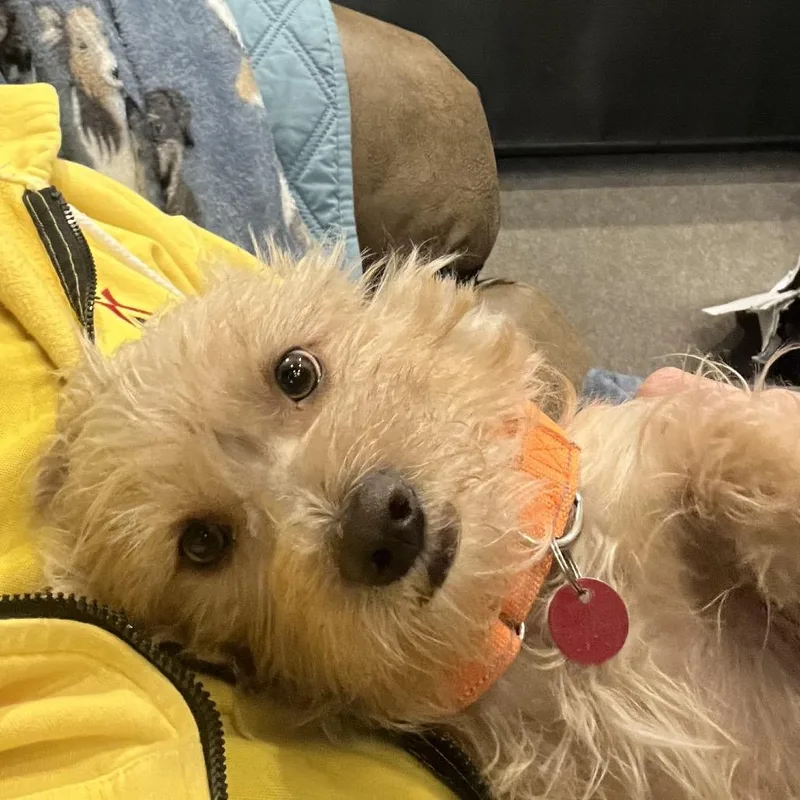 Franklin aka Frankie thumbnail 2