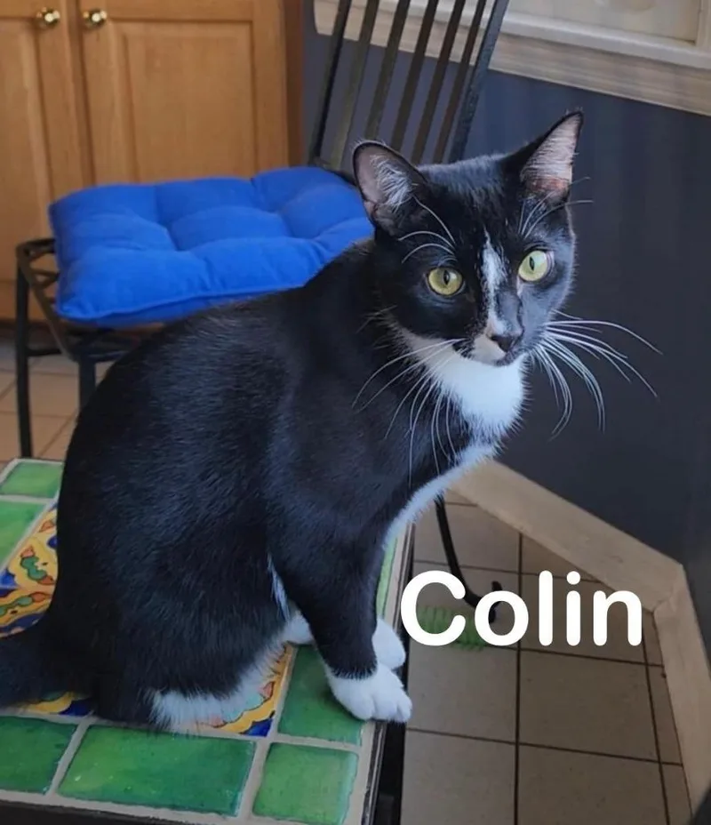 Colin thumbnail 4