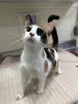 An adult medium-sized female Calico Domestic Short Hair cat named Judy Hopps for adoption in Manitowoc, WI