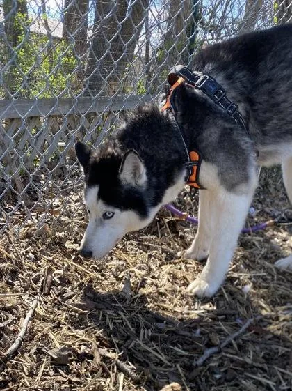 An adult large-sized male Siberian Husky dog named Otto for adoption in Hobart, IN