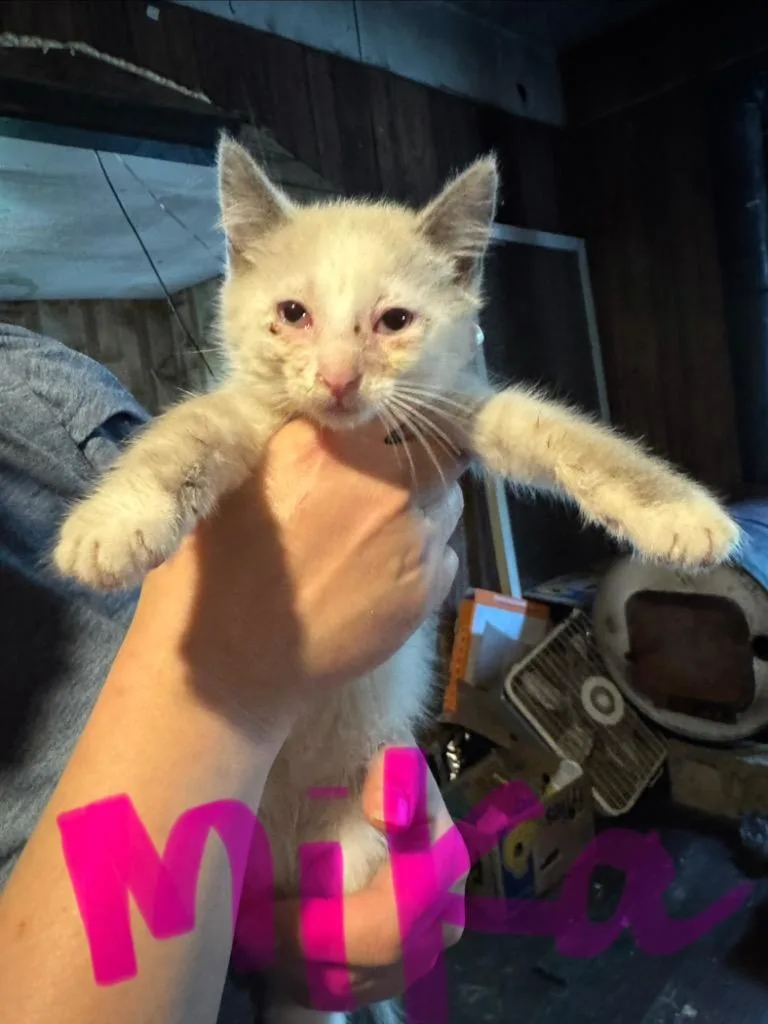 Myra thumbnail 2