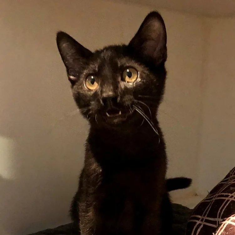 A baby large-sized female Black Domestic Short Hair cat named Calypso for adoption in Lodi, CA