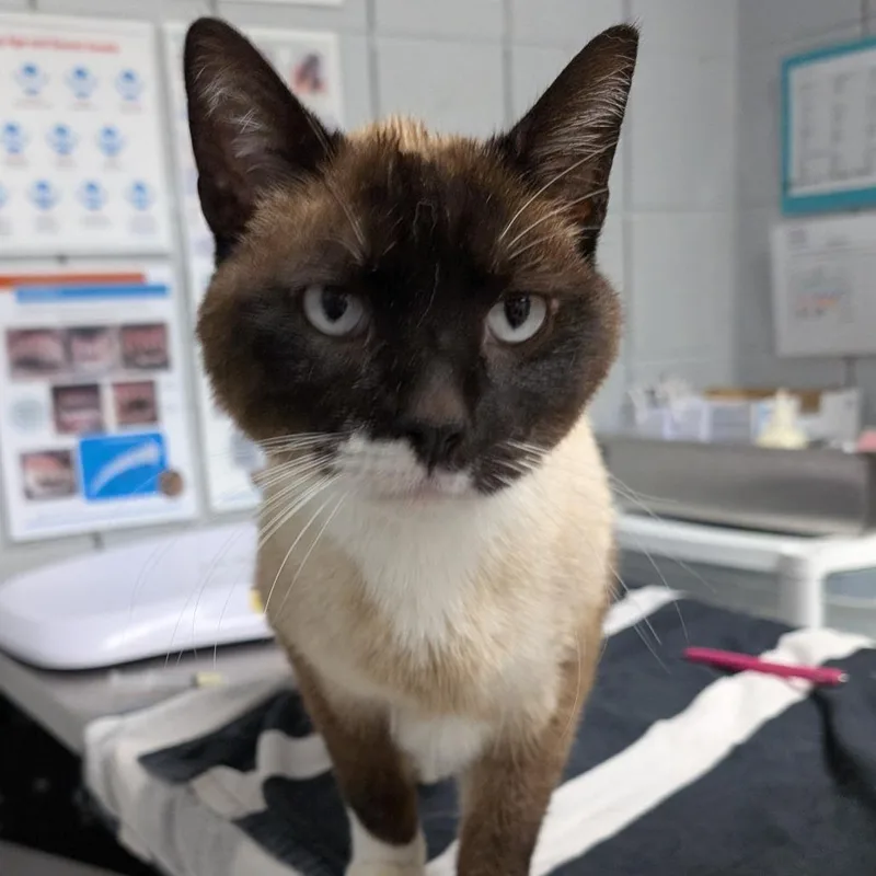 A senior large-sized male Brown / Chocolate Domestic Short Hair cat named Klondike for adoption in West Olive, MI