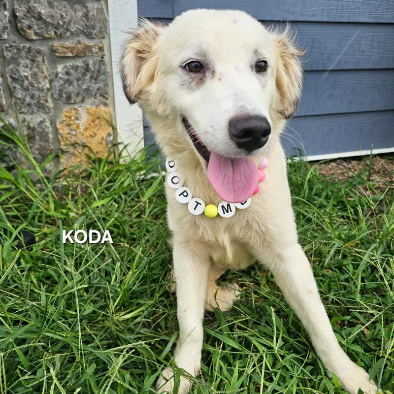 Koda