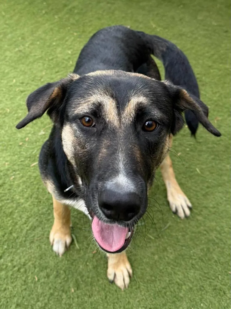 A young large-sized female Labrador Retriever dog named Gemma for adoption in San Diego, CA