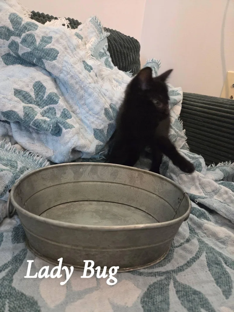 A baby small-sized female Black Domestic Short Hair cat named Lady Bug for adoption in Clarksville, TN